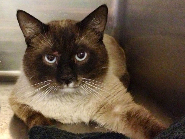 Pima Animal Care Center