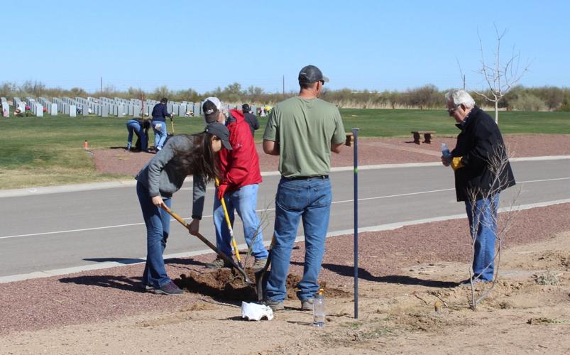 Tree plantings at Marana Veterans Cemetery