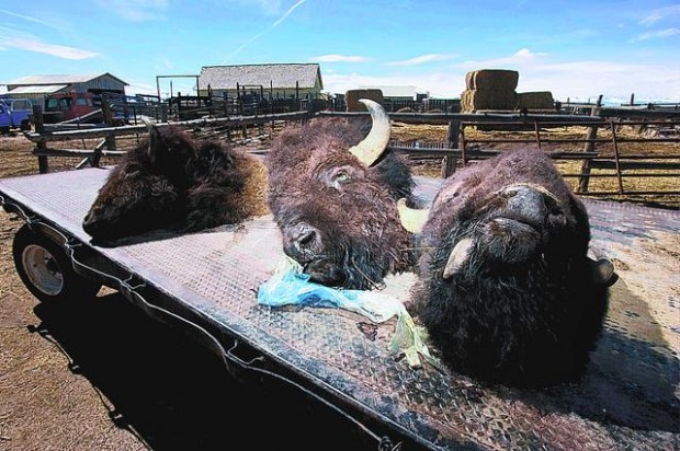 Software developer charged in 42 bison deaths  