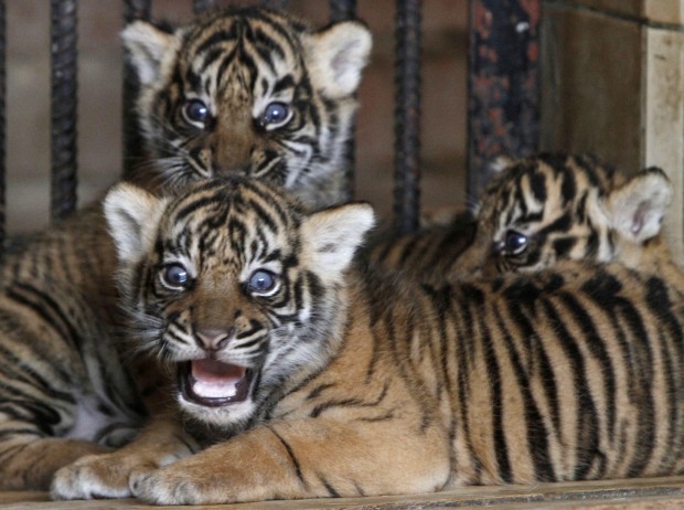 Animal shots of the week