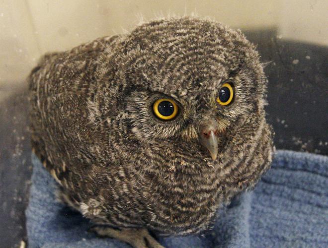 Baby screech owl