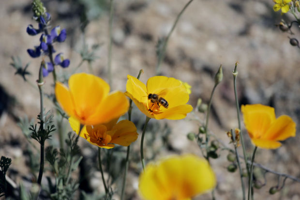 Southwest wildflowers