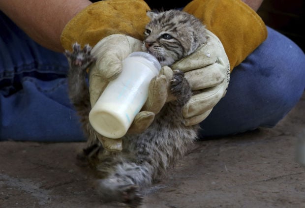 Tucson Wildlife Center