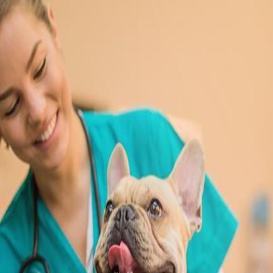 Student Loan Forgiveness For Veterinarians