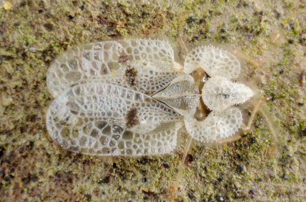 Sap sucking lace bugs | | tucson.com