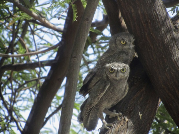 Owls make a visit   