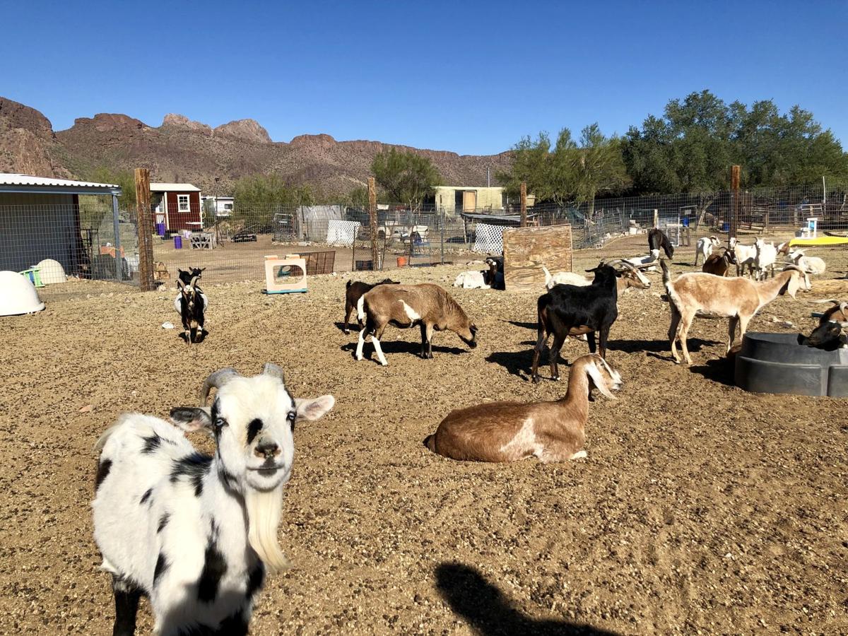 Local motherdaughter duo saving unwanted farm animals in Picture Rocks