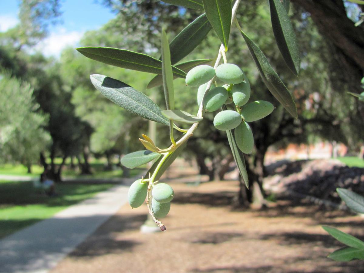 Olives on a tree
