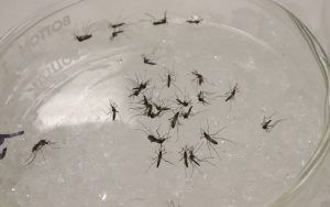 West Nile virus at record high, leads to 16 deaths in Arizona