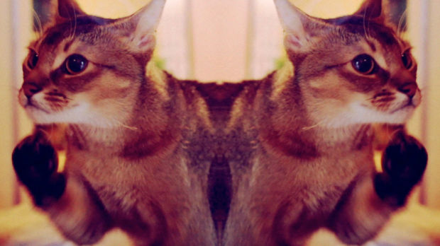 Local filmmaker makes cut at Sundance with 'Catnip'    
