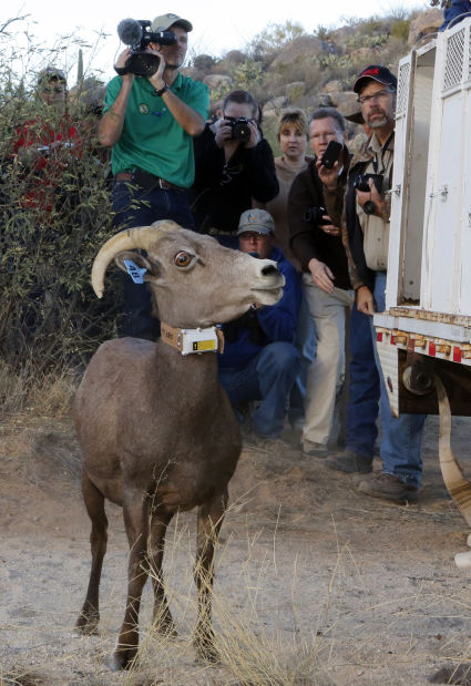 Bighorn sheep release