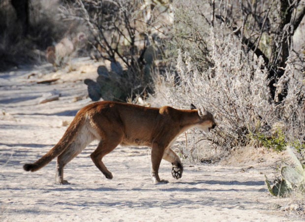 Hiker, mountain lion survive close encounter on Tucson ...