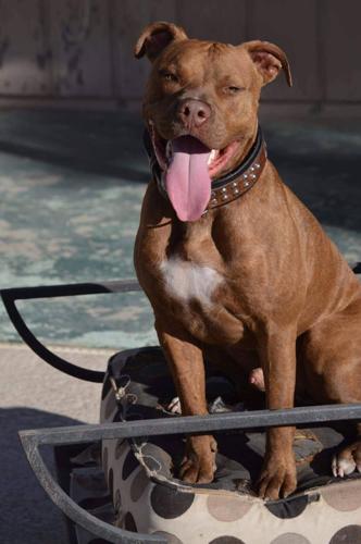 Adopt A Friend: Phoenix