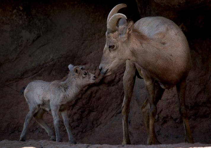 Baby bighorn lamb at the Desert Museum