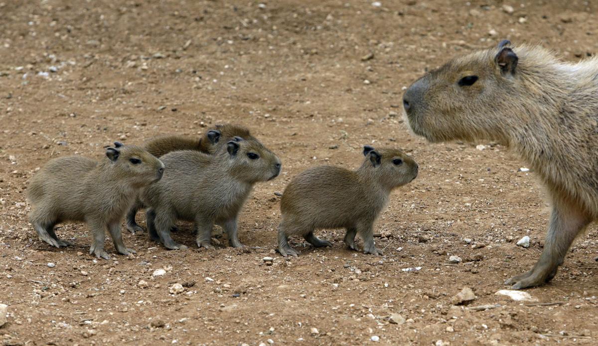 Capybaras at Reid Park Zoo in Tucson | Nandi's Neighbors | tucson.com