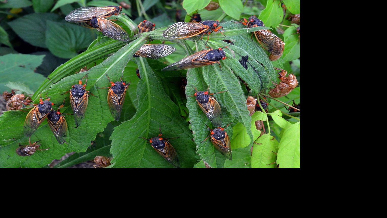 As billions of loud, alien-like bugs invade this spring, here's what you should know