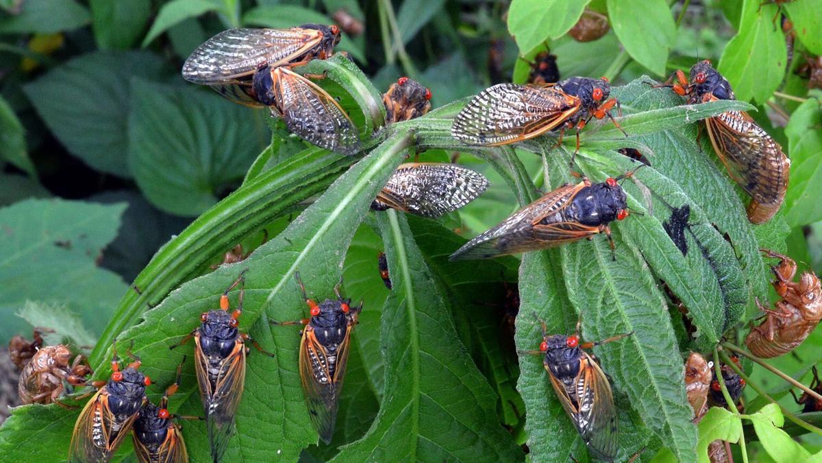 As billions of loud, alien-like bugs invade this spring, here's what you should know