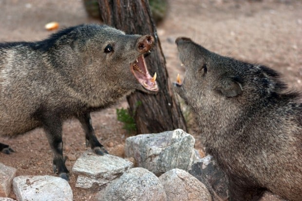 javelina bite wound