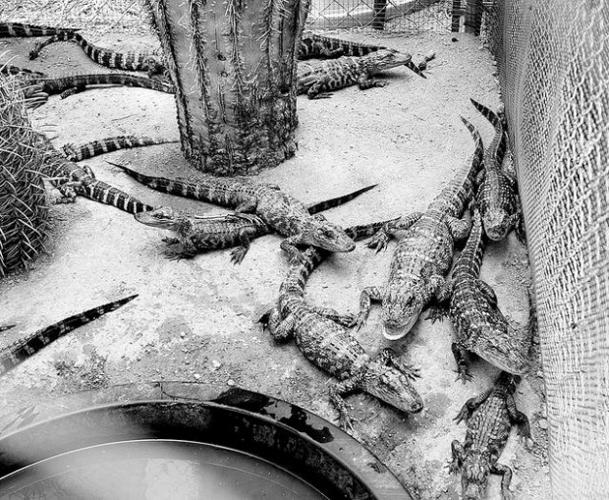 Exotic snakes, alligators could turn up in your neighborhood  