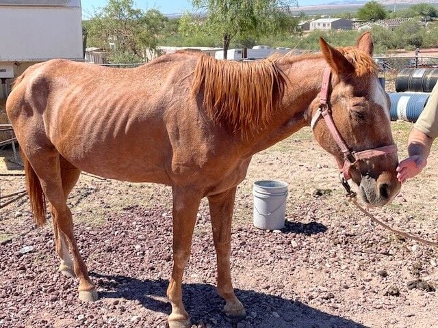 horse-rescue