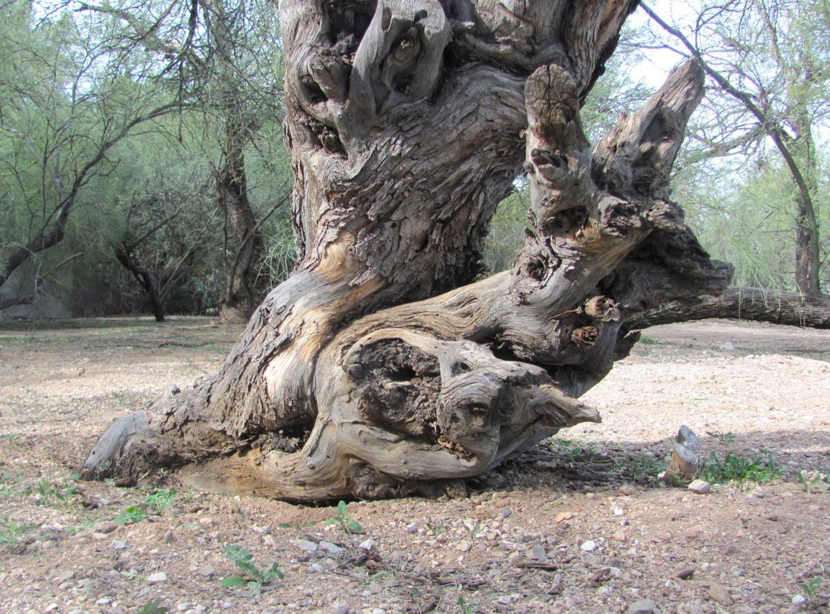 Check Out Spot Along Rillito Trail That We Could Call Gnarly Tree Park Local News Tucson Com