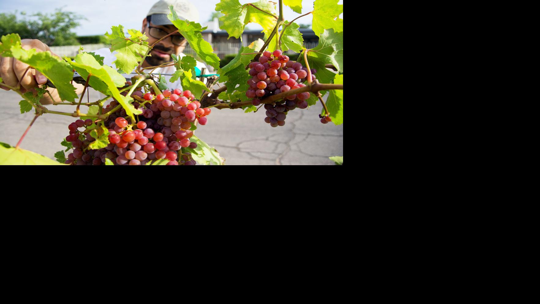 Tucson gardeners growing edibles in city rights of way