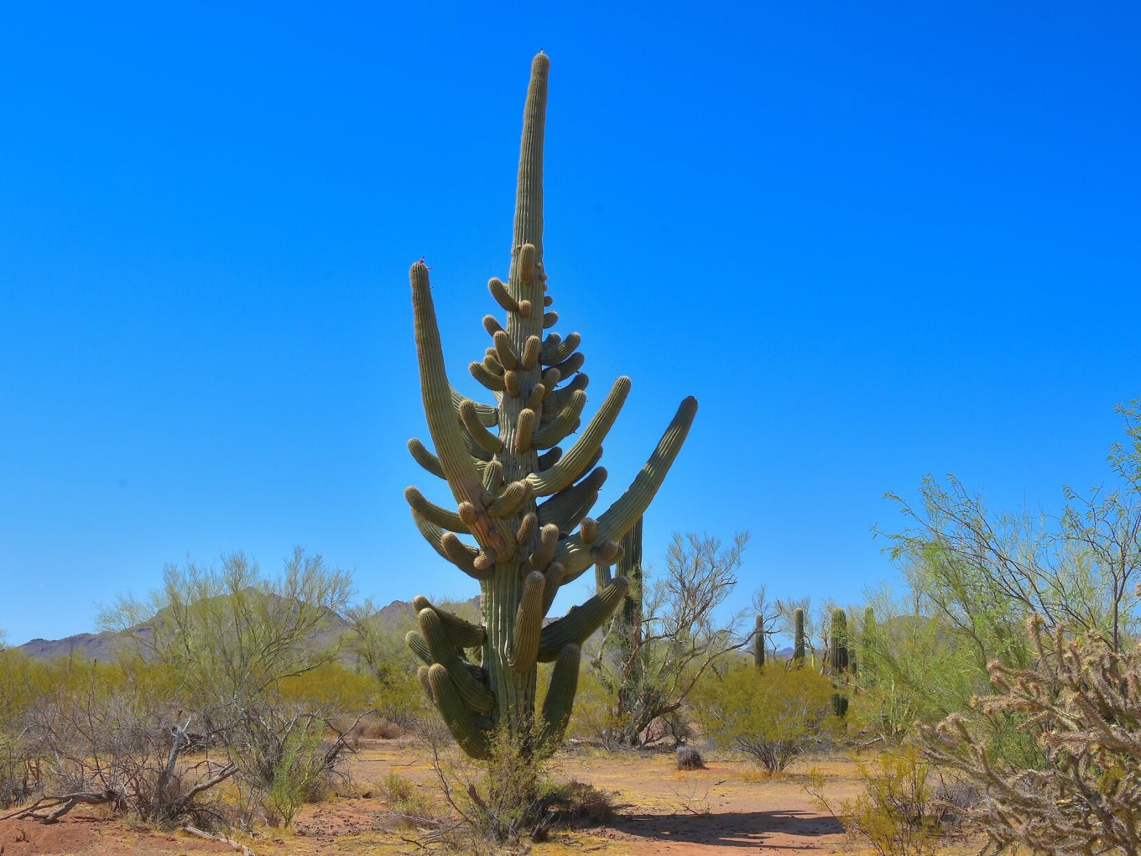 Why Do Saguaros Grow Like That? 6 Things To Know About Our Giant Cactus ...