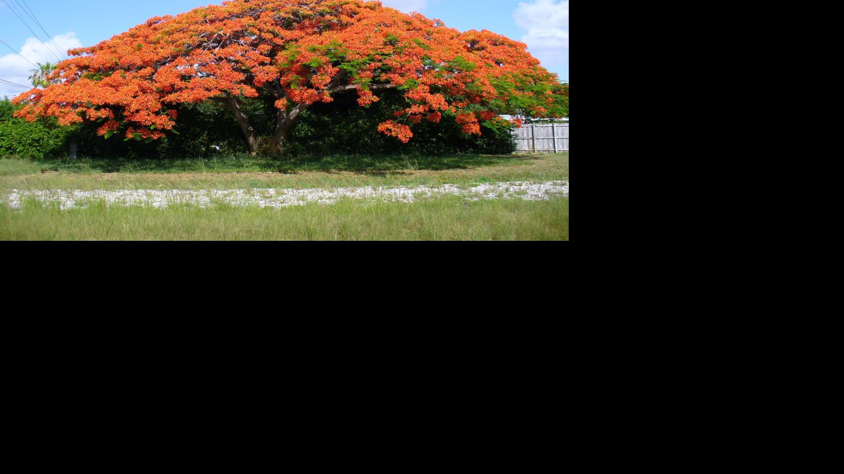 Growing royal poinciana trees