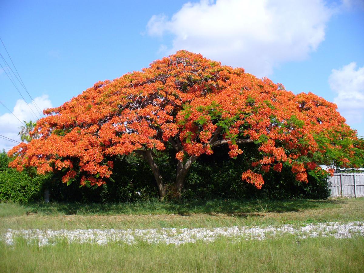 Growing royal poinciana trees