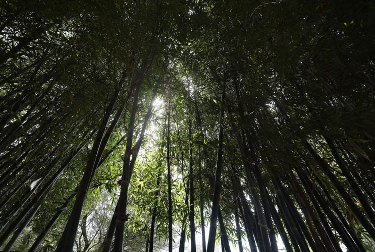 ֱ Botanical Gardens to expand
