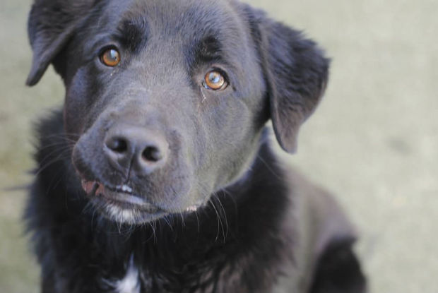 Pima Animal Care Center