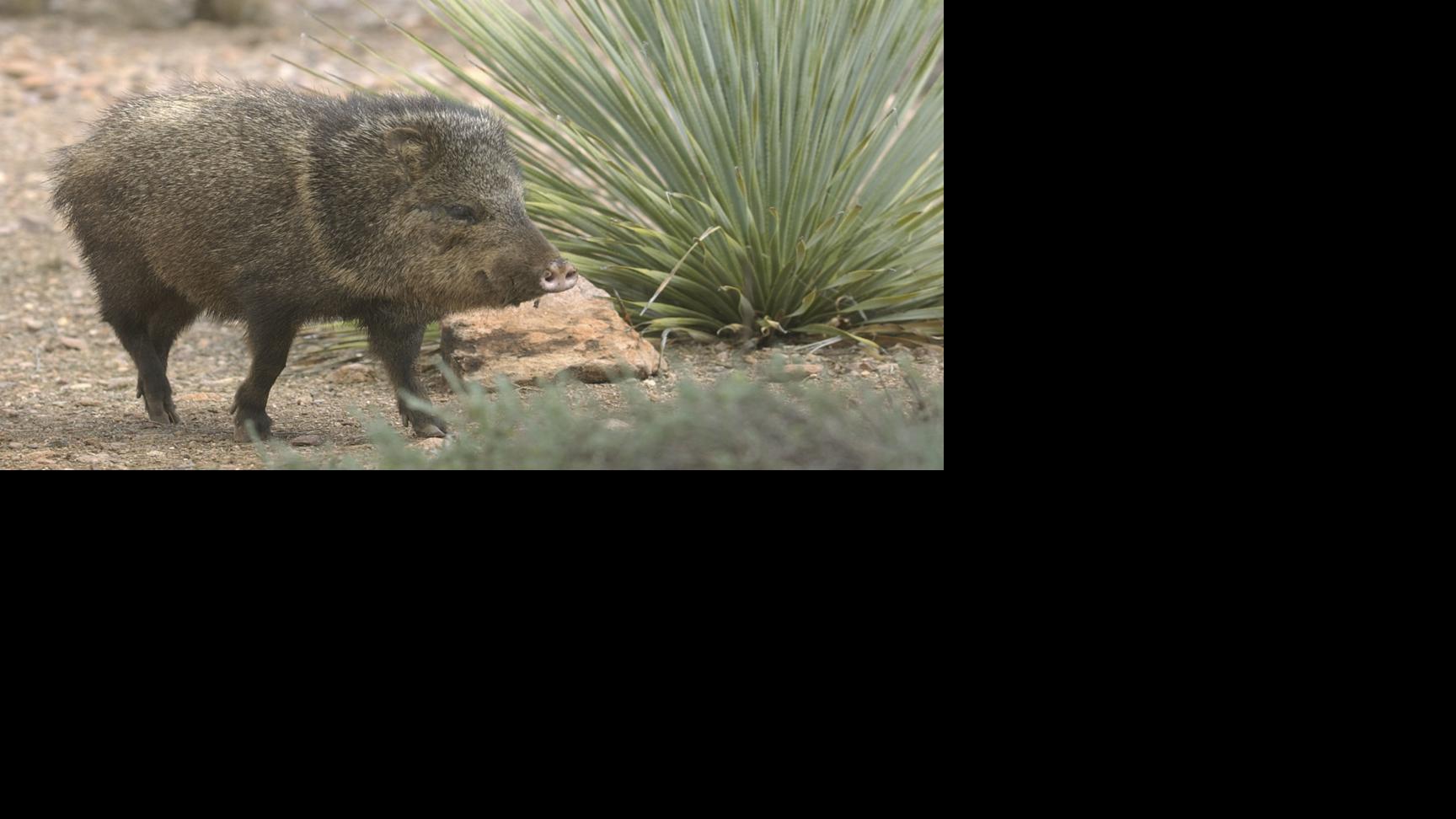 Javelina bites Tucson woman after she fed it, wildlife officials say