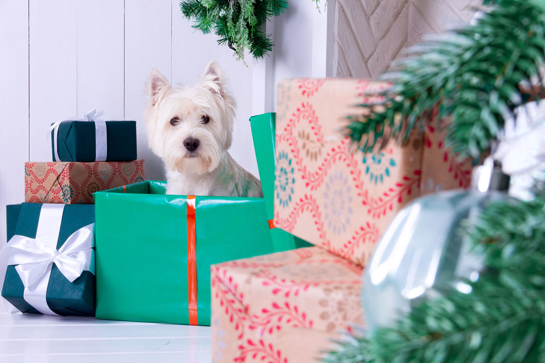 pets as gifts