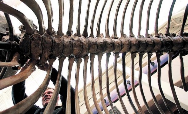 Picture a mammoth in your den — just $150K  