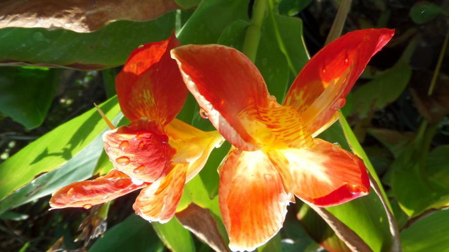 With autumn here soon, it's time for fall planting