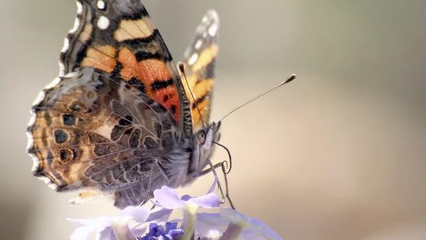 let critters make your backyard their home tucson gardens