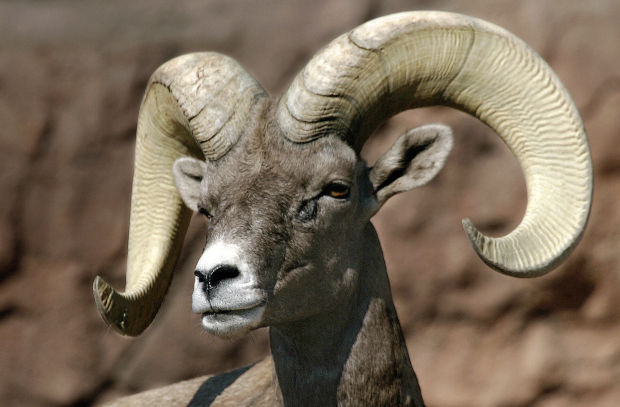 Bighorns coming back to the Catalinas