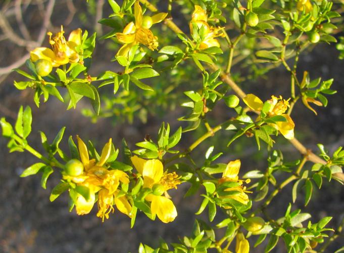 Blooms at McDonald Park
