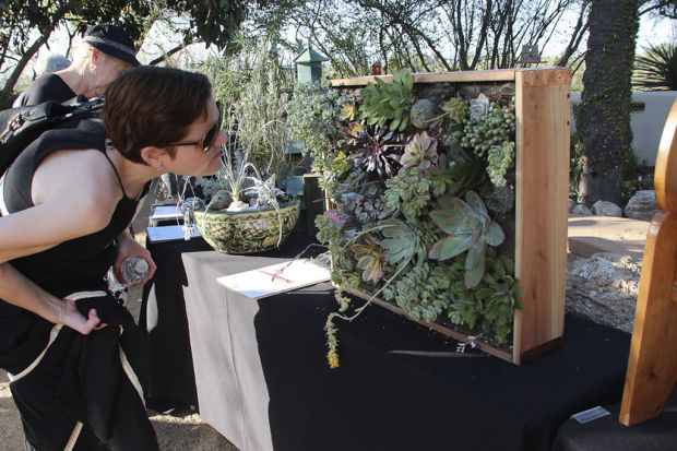 Sonoran desert wildflowers celebrated at Tohono Chul    