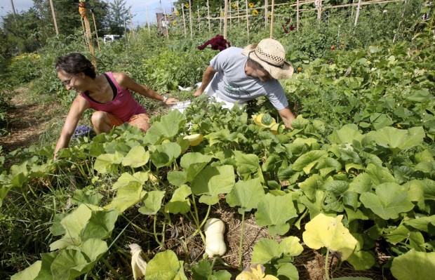 farming: the new urban ADVENTURE   