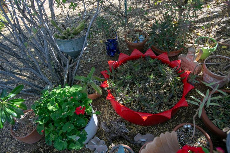 Baron home landscape