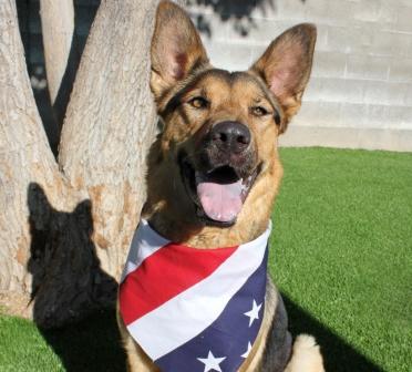 Fourth of July 2019 doggy