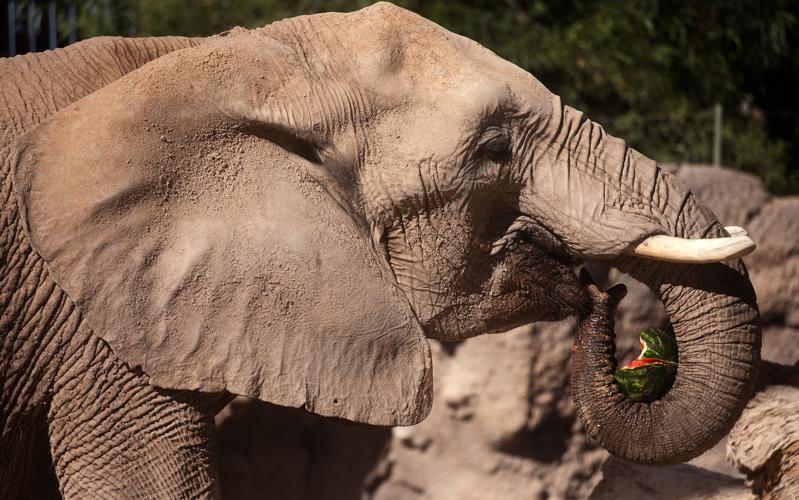 Cool treats at Tucson's zoo