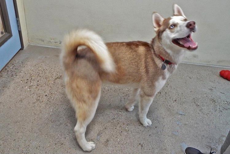 Adopt a friend: Juneau