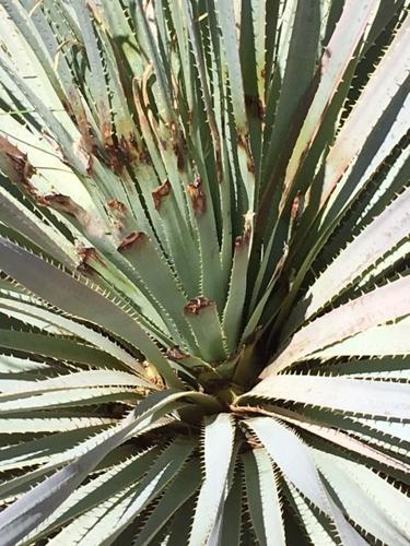 Garden Sage: Desert Sage