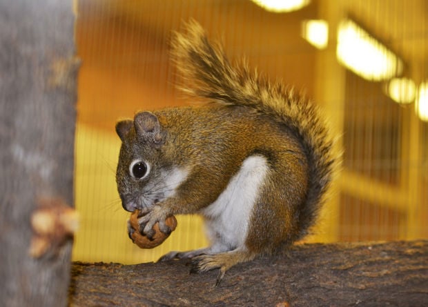 Red squirrels endangered, but breeding program could come to the rescue