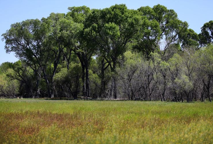 Patagonia-Sonoita Creek Preserve