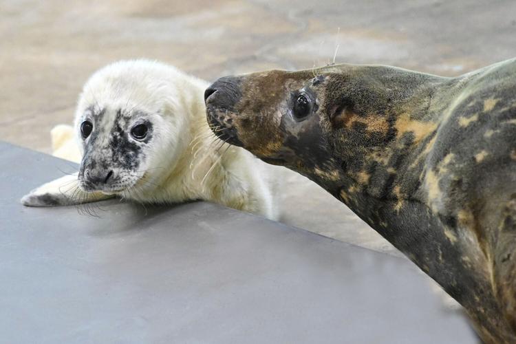 Blind Seal Gives Birth