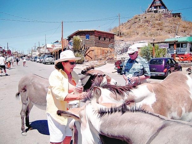 Desert critters don't need carrots  