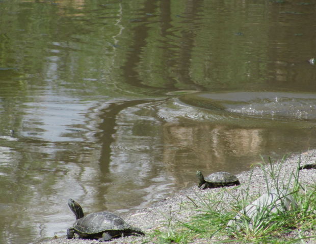 Turtles at Agua Caliente
